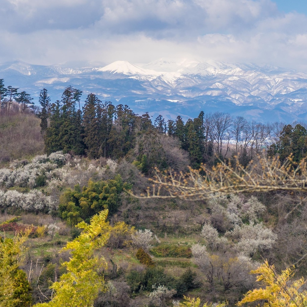 花見山の桜はまだまだです_(^^;)ゞ