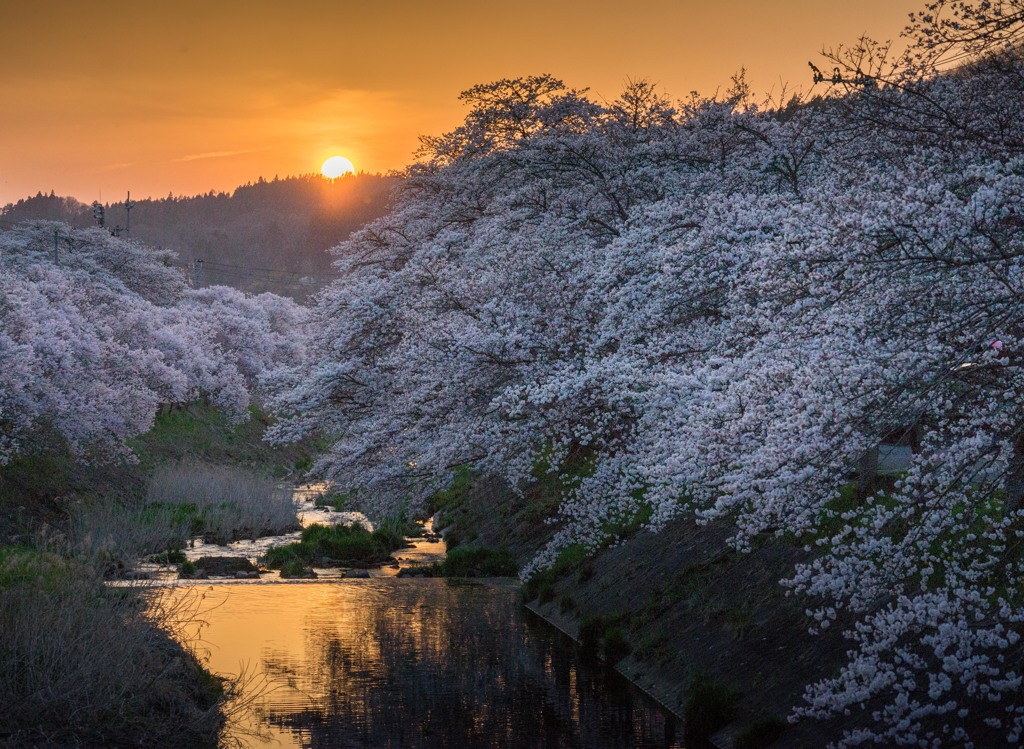 私の町の桜ようやく満開になりました。＾＾