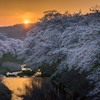 私の町の桜ようやく満開になりました。＾＾