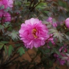 DSC06705