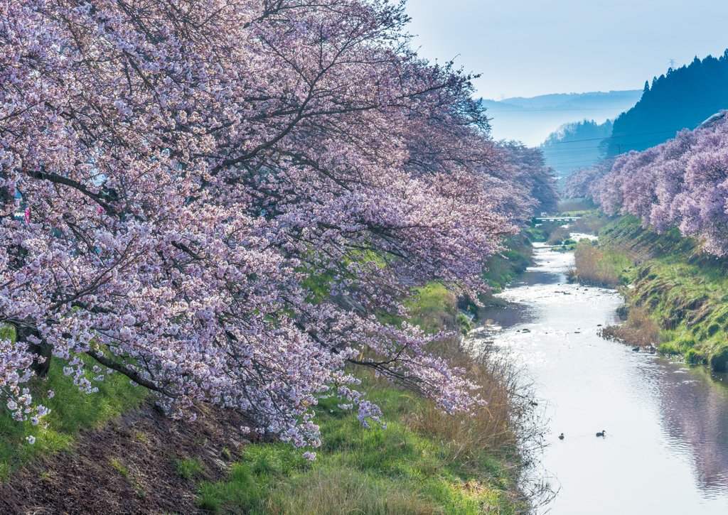 私の町の桜（写真は２０１６）来週中頃が見頃かな