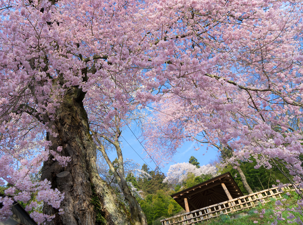 私の町の桜