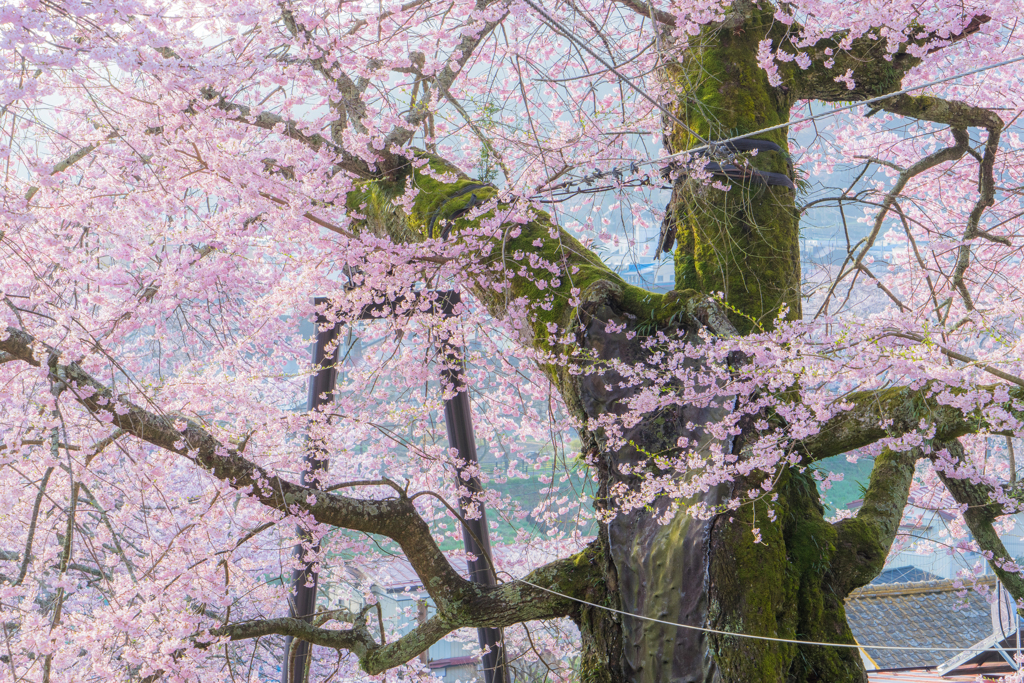 私の町の桜（写真は２０１６）来週中頃が見頃かな