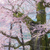 私の町の桜（写真は２０１６）来週中頃が見頃かな