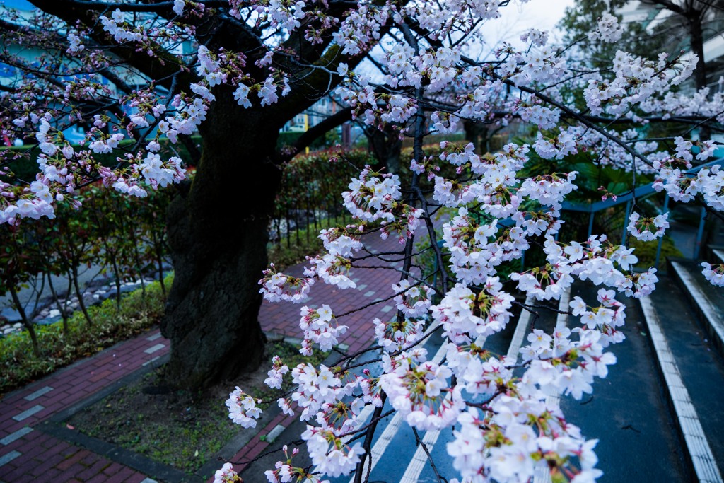 20170409-DSC01614