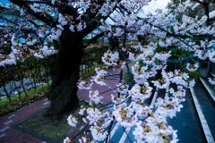 20170409-DSC01614