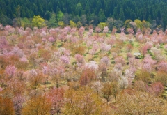 愛子様の桜