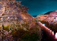 私の町の夜桜弐