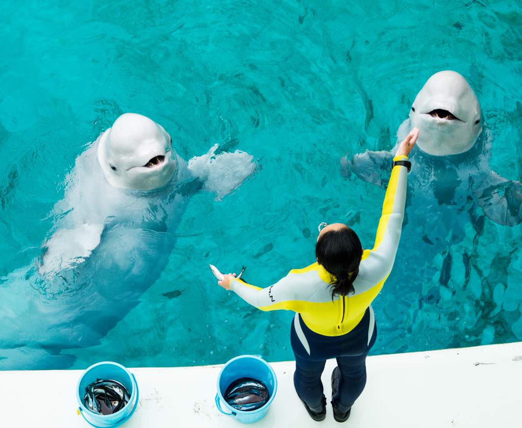 早く食事ください。