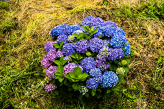 花束