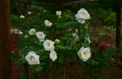 DSC01787