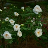 DSC01787