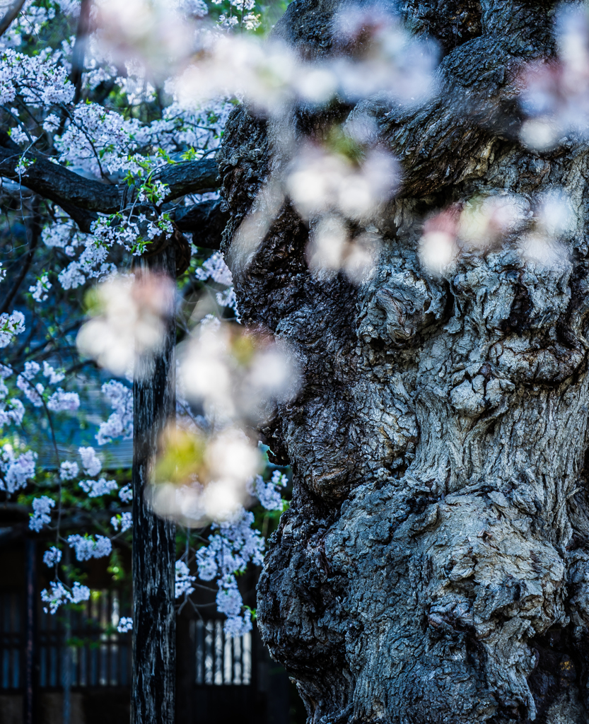 格子桜