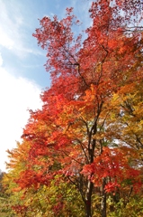 紅葉と空
