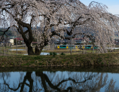 桜電車