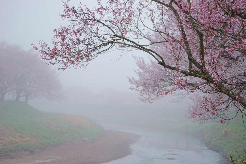 遊歩道石川桜谷