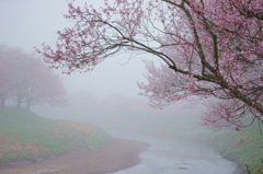 遊歩道石川桜谷