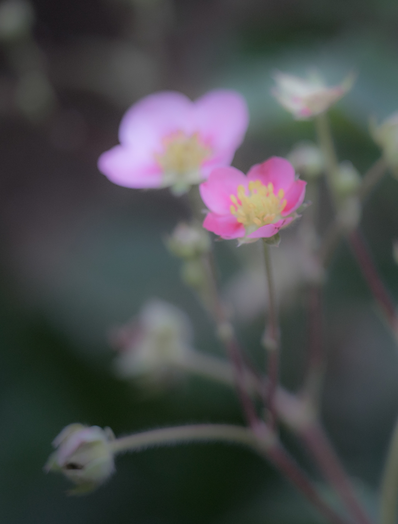 恥じらい