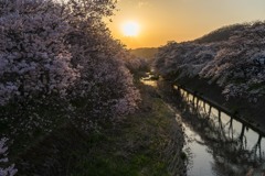 私の町の桜ようやく満開になりました。＾＾