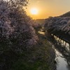 私の町の桜ようやく満開になりました。＾＾