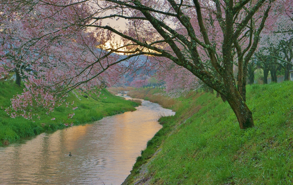 さくら石川中野球場前4月16日