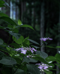 山間の花
