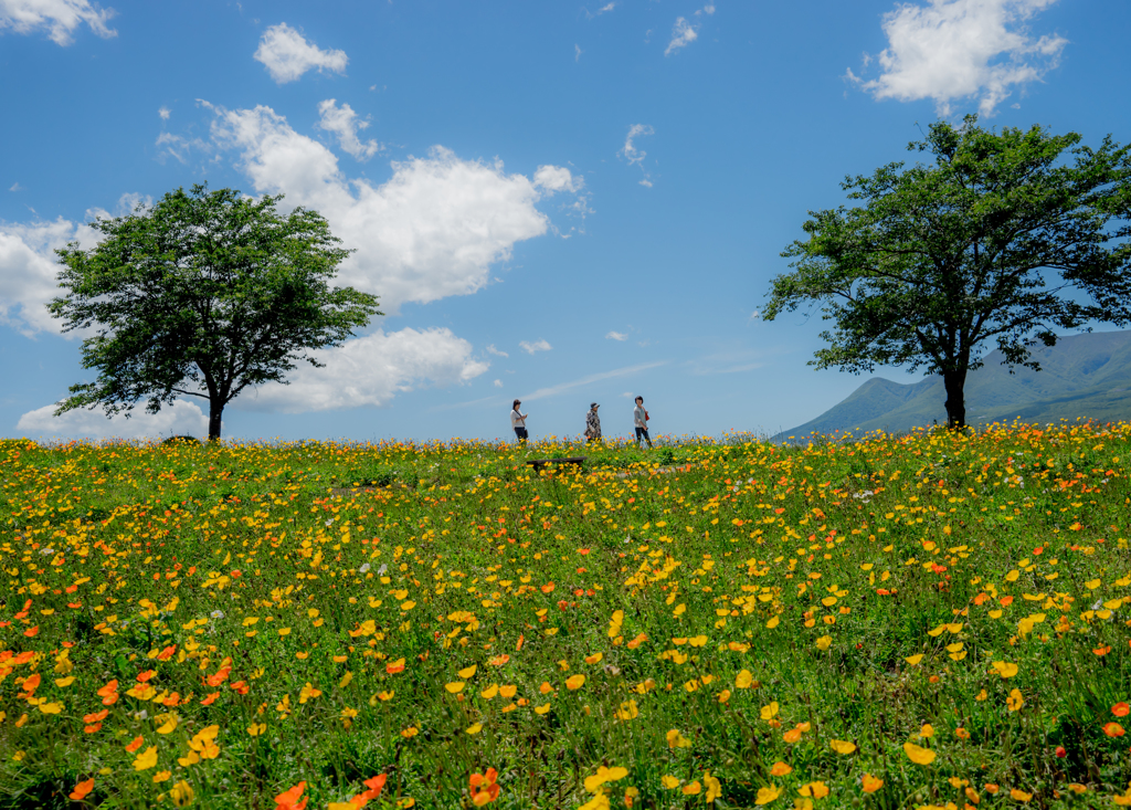 花咲く高原