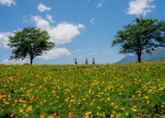 花咲く高原