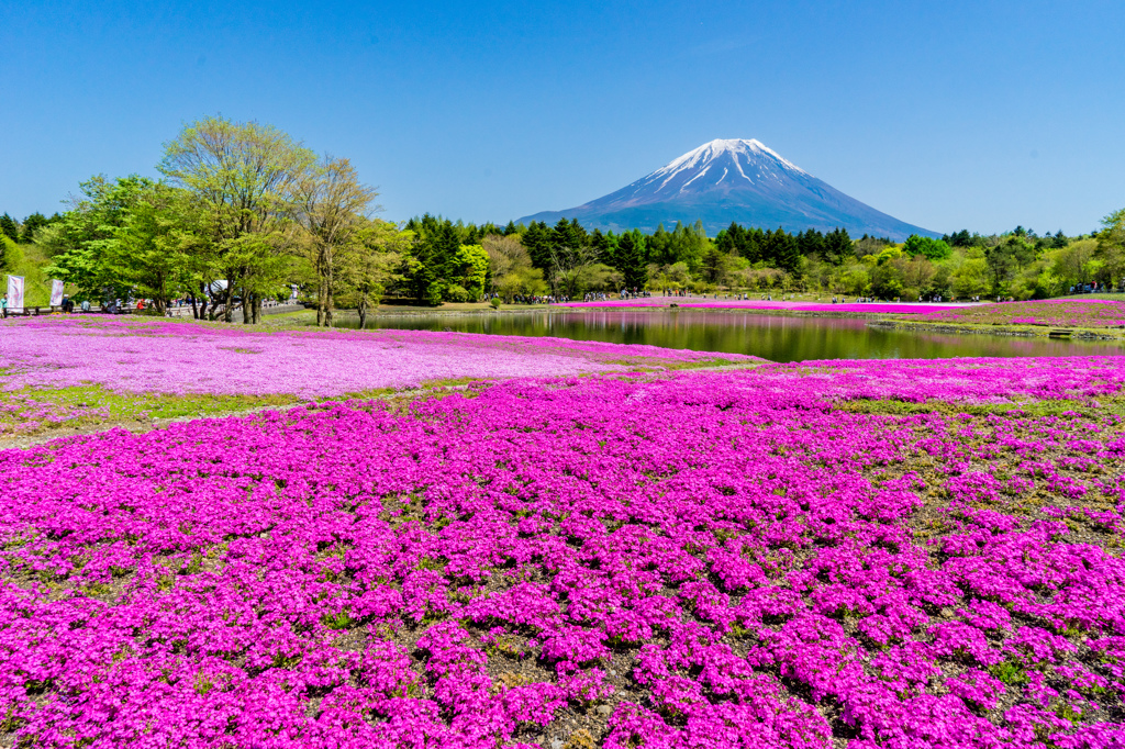 定番に美しい