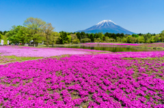 定番に美しい