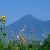 背伸び咲く