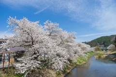 私の町の桜