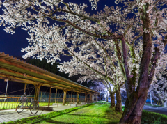 私の町の夜桜壱