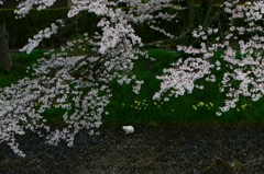 桜と猫