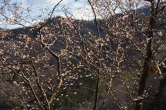 花見山の十月桜は見頃です