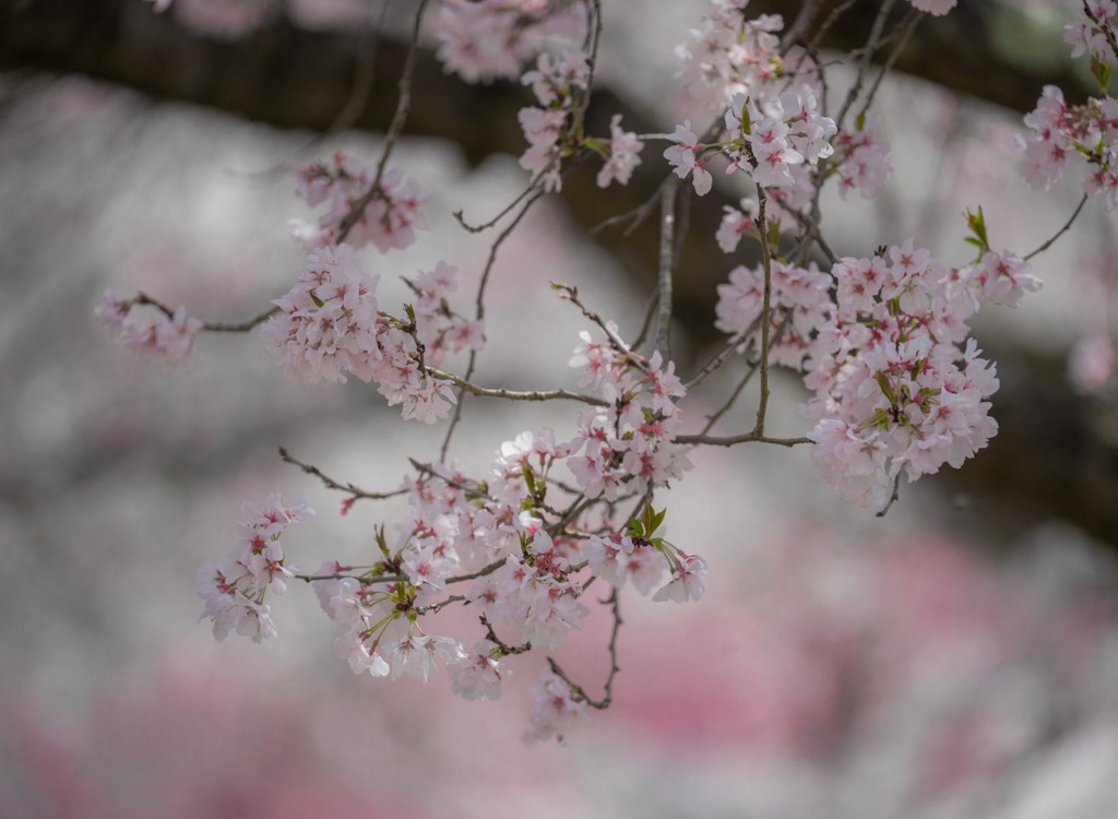 木陰に