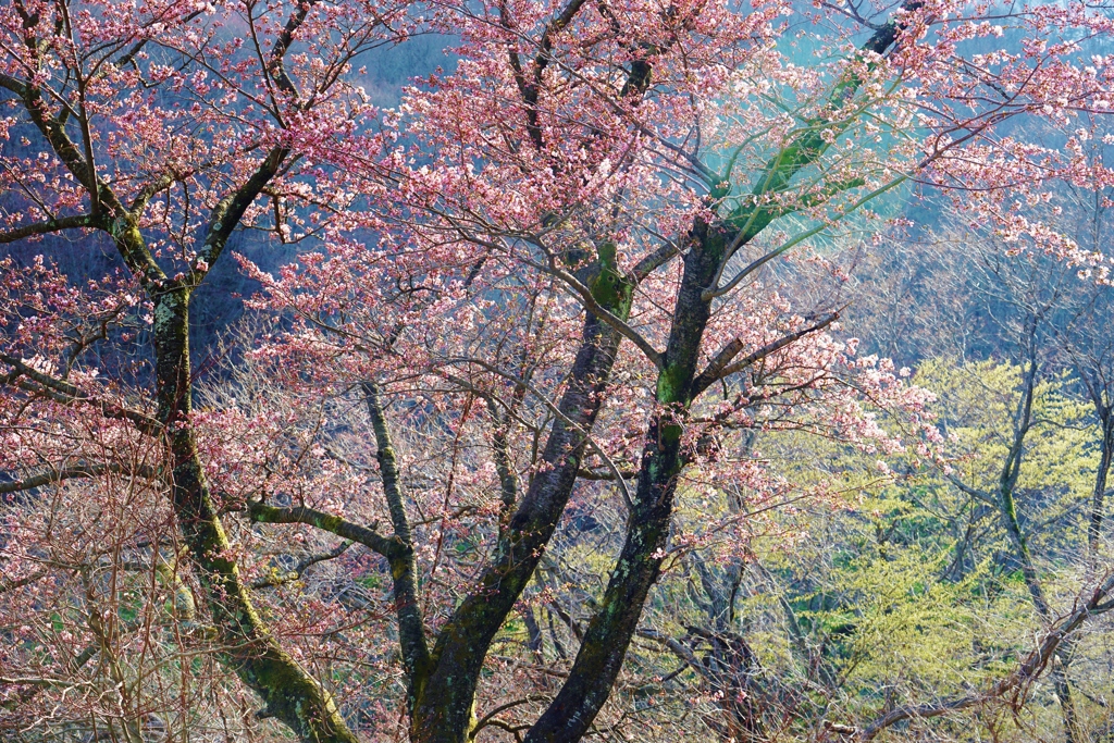 山里の春