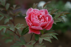 DSC01815