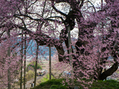 桜電車1