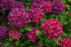 DSC03531