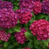DSC03531