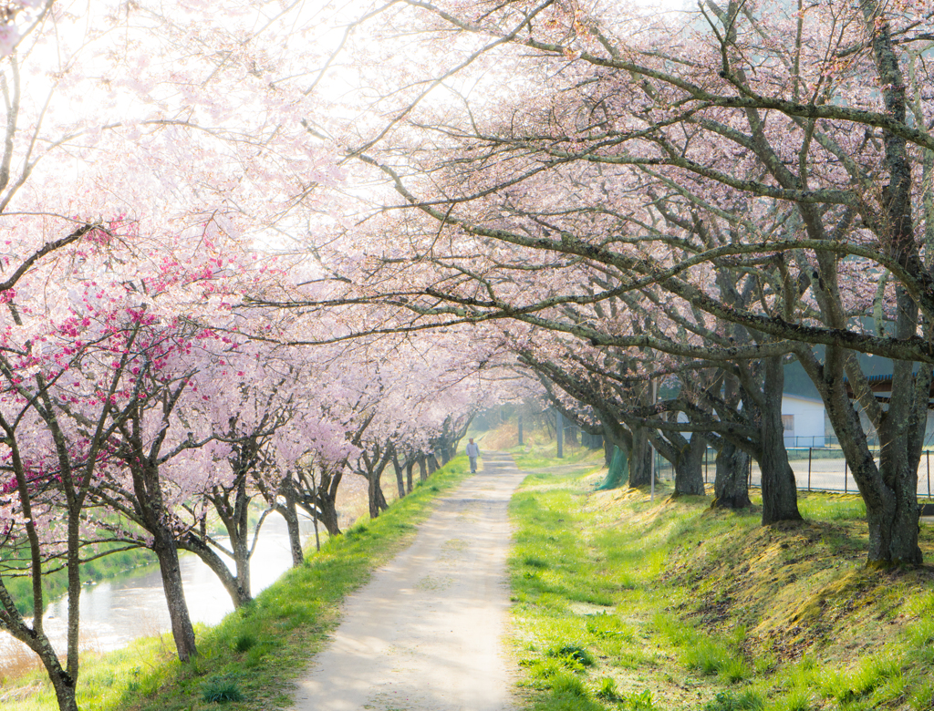 私の町の桜（写真は２０１６）来週中頃が見頃かな