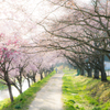 私の町の桜（写真は２０１６）来週中頃が見頃かな