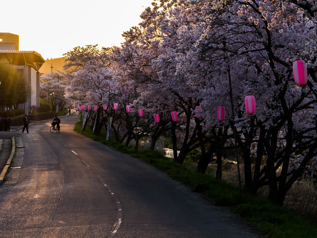 桜祭りの夕方
