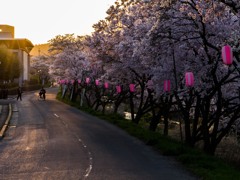 桜祭りの夕方