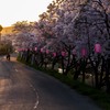 桜祭りの夕方