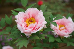 DSC01829