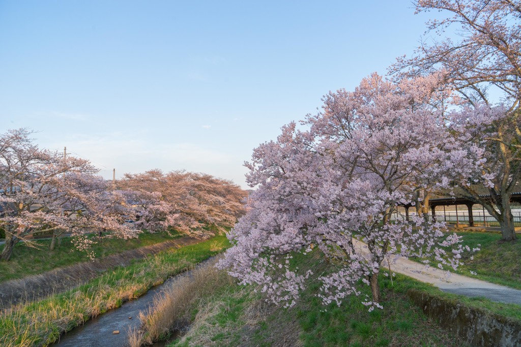 私の町の桜ようやく満開になりました。＾＾