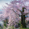 私の町の桜