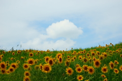 お花畑